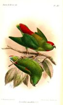 Drawing of two green parrots, one with red crown and central tail, and yellow back