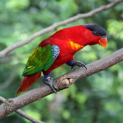 Lorius domicella -Jurong Bird Park, Singapore-8a-2c.jpg