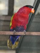 A red parrot with a black forehead, a dark purple belly, a blue underside-of-the-tail, and a yellow tail