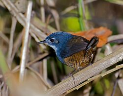 MACUQUINHO (Eleoscytalopus indigoticus ).jpg