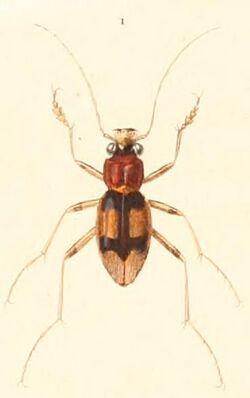 Megacephala bifasciata.jpg