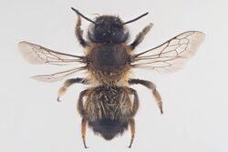 Megachile circumcincta.jpg