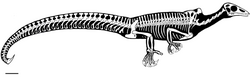 Megalancosaurus.png