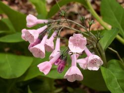 Mertensia-virginica-pink-2014-05-05-Fox-Chapel-PA.jpg