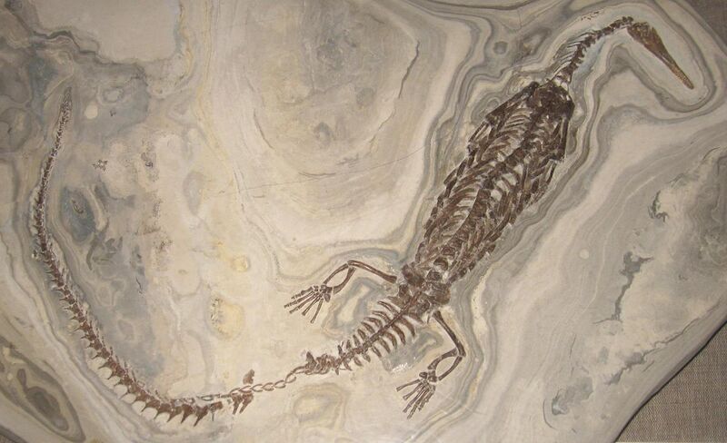 File:Mesosaurus tenuidens 1.jpg