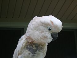 Moluccan Cockatoo (Cacatua moluccensis) -feather plucking.jpg