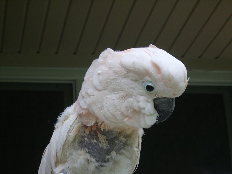 File:Moluccan Cockatoo (Cacatua moluccensis) -feather plucking.jpg