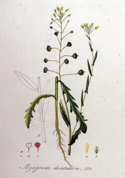 Myagrum dentatum — Flora Batava — Volume v8.jpg