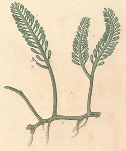 illustration of "Caulerpa corynephora"