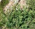 Nicotiana obtusifolia form.jpg