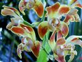 Orchidaceae Chysis bruennowiana 1.jpg