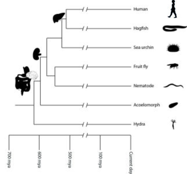 File:Origin of major organs on the animal phylogeny.jpg