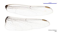 Orthetrum balteatum male wings (35019923496).jpg