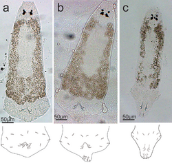 Parasite180107-fig4 - Monogenea of Tilapia in China - Enterogyrus coronatus body.png