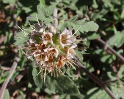 Phacelia hydrophylloides.jpg