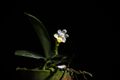Phalaenopsis lobbii (Rchb.f.) H.R.Sweet, Gen. Phalaenopsis 53 (1980) (39946044034).jpg