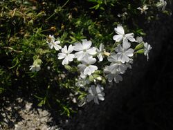 Phlox nivalis 'Nivea' 2.JPG