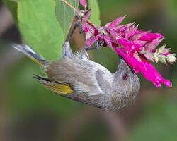 A female crescent honeyeater feeding while hanging upside down from a spray of tubular flowers