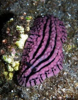 Phyllidiopsis gemmata.JPG