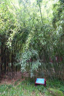 Phyllostachys rubromarginata (Phyllostachys aurita) - Wangjianglou Park - Chengdu, China - DSC05926.jpg