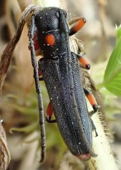 Phytoecia virgula Greece2.jpg