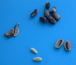 Pine nuts in various stages.jpg