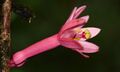 Pink Passion Flower (Passiflora amoena) (39555315542).jpg