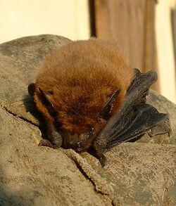 A Pipistrellus bat sits on a rock.