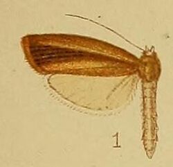 Pl.40-fig.01-Calamotropha fuscivittalis (Hampson, 1910) (Crambus).JPG