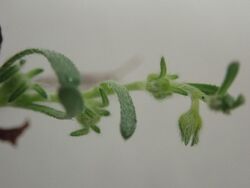 Plagiobothrys plurisepaleus P6140576 02.jpg