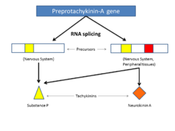 PreProtoTachykininASplicing.png