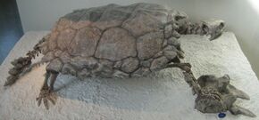 Proganochelys Quenstedti.jpg