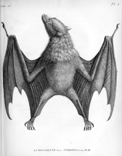 Pteropus griseus Geoffroy 1810 illustration.png