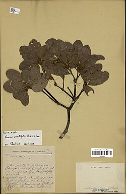 Quercus arbutifolia.jpg