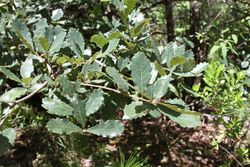 Quercus glabrescens (Fagaceae) (25513426066).jpg