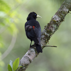 Red-rumped Cacique bird.png