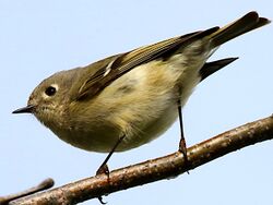 Regulus calendula-perching.jpg