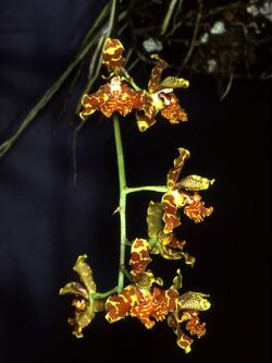 Rudolfiella floribunda Orchi 02.jpg