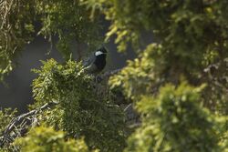 Rufous-naped Tit.jpg