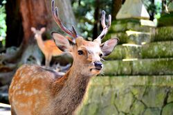 Sika deer in Nara 05.jpg