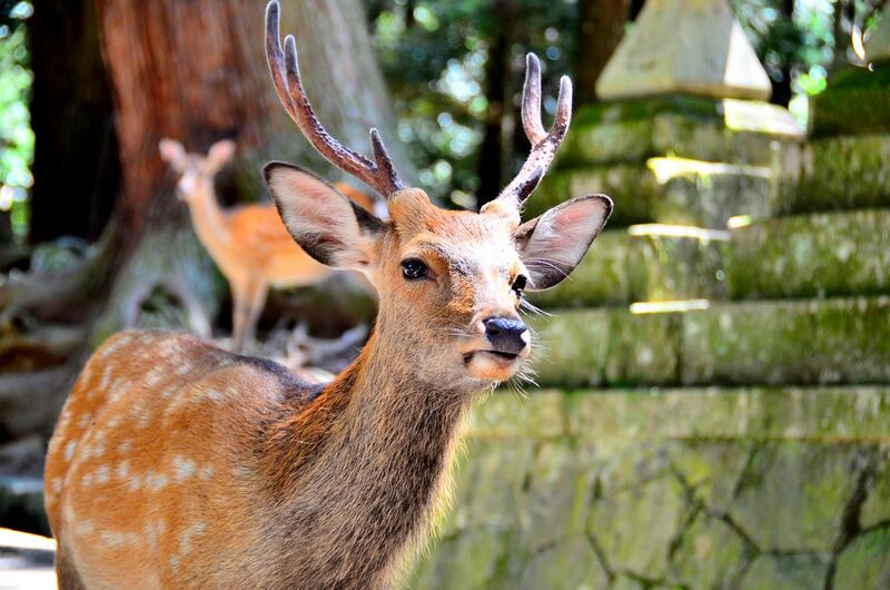 File:Sika deer in Nara 05.jpg