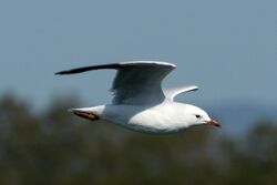 Silver Gull in flight.jpg