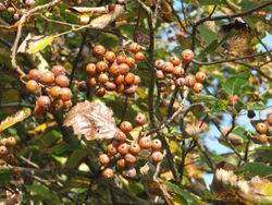Sorbus devoniensis fruit