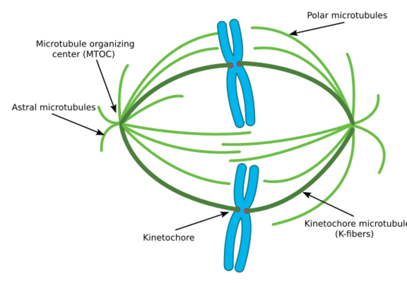 Biology:Aster (cell biology) - HandWiki