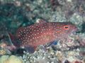 Spotted coralgrouper (Plectropomus maculatus) (40034056924).jpg