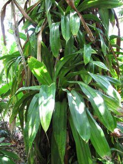 Starr-120522-6078-Pandanus dubius-leaves-Iao Tropical Gardens of Maui-Maui (25116778996).jpg