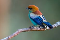 Tangara preciosa, Chestnut-backed Tanager.jpg