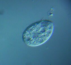 Tetrahymena pyriformis - 400x - Oralapparat (10137945186).jpg