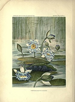 The waterlilies (Plate 1) (7060869311).jpg
