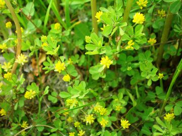 Trifolium dubium001.JPG